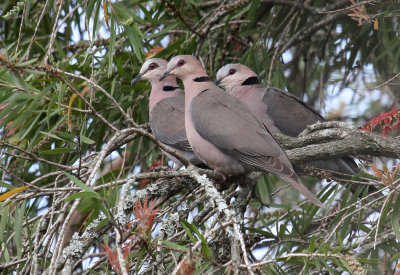 Doves