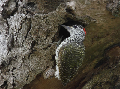 Knysna Woodpecker