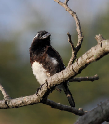 White-eared barbet