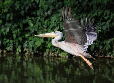 Pink-backed Pelican