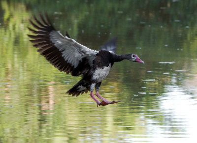 Spur-wing Goose