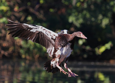 Spur-wing Goose