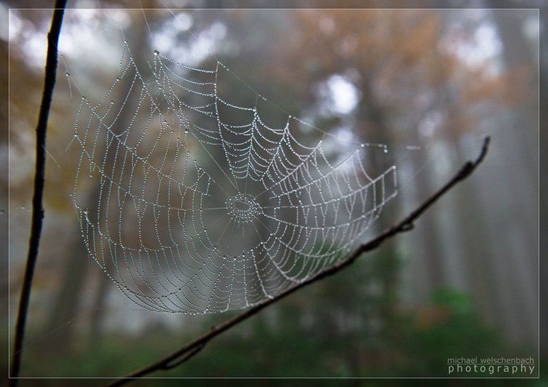 Signs of Fall