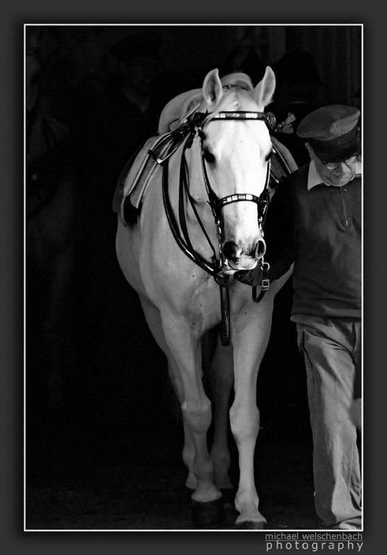 Lipizzaner of the Spanish Riding School in Vienna