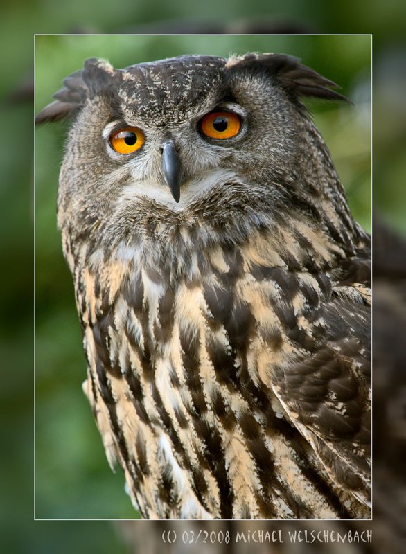 Eagle Owl