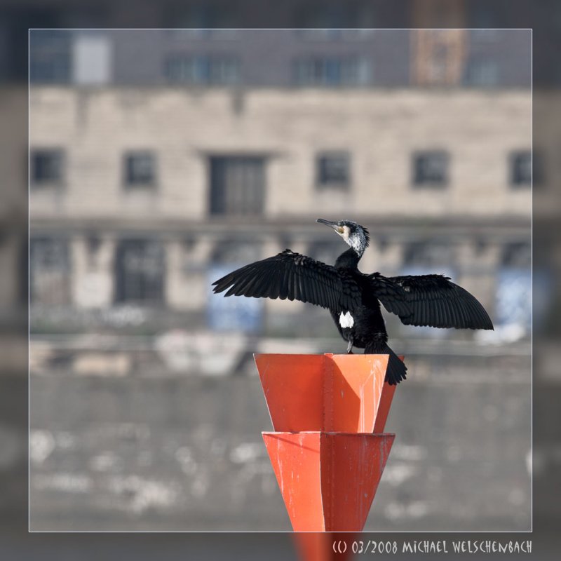 Cormorant drying his feathers in the morning sun