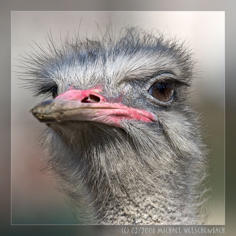 Ostrich