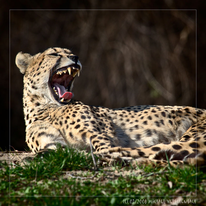 Cheetah