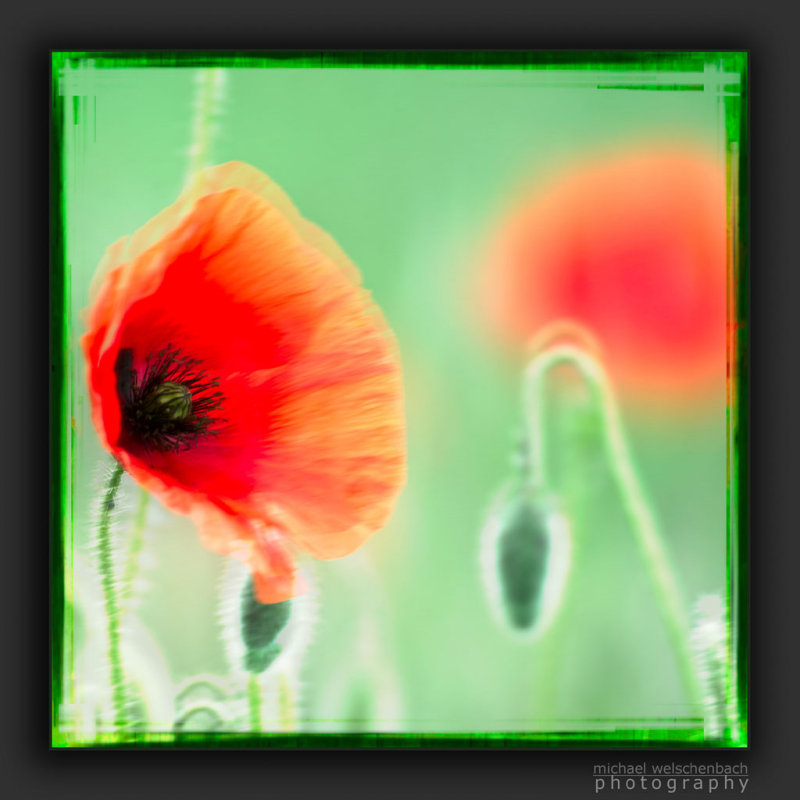 Poppies