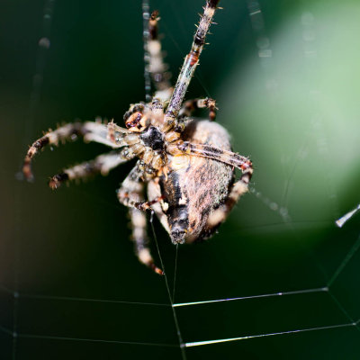 Garden Spider Repairing its Web