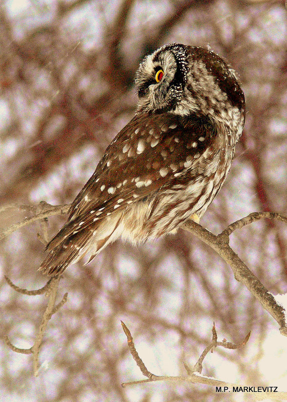 BOREAL OWL-REAR VIEW.JPG