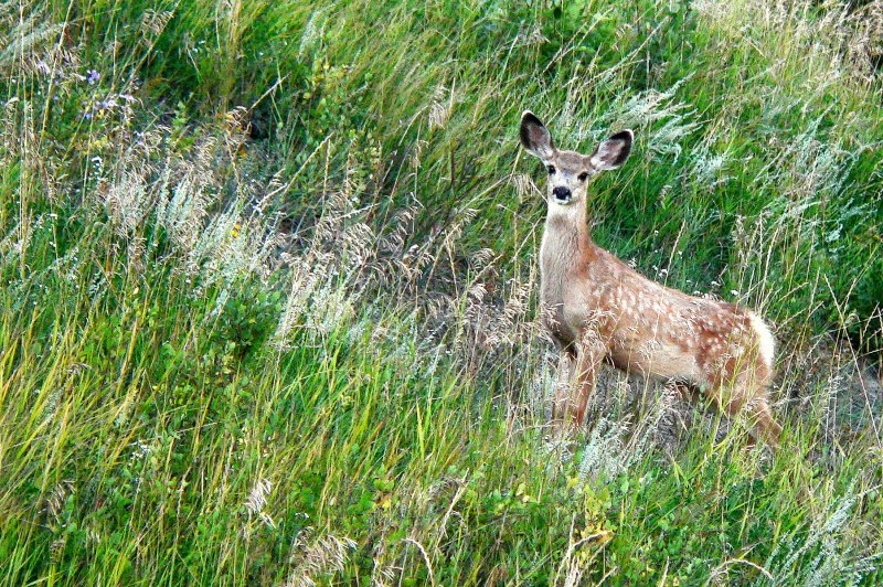 MULE DEER FAWN.JPG