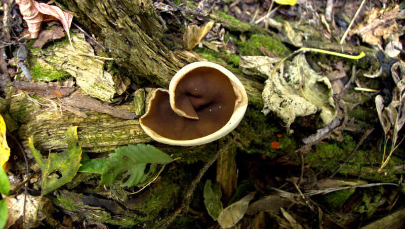 P1090134.jpg