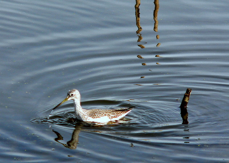 GREATER YELLOWLEGS.JPG