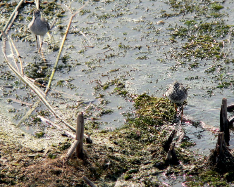 LESSER YELLOWLEGS 2.JPG