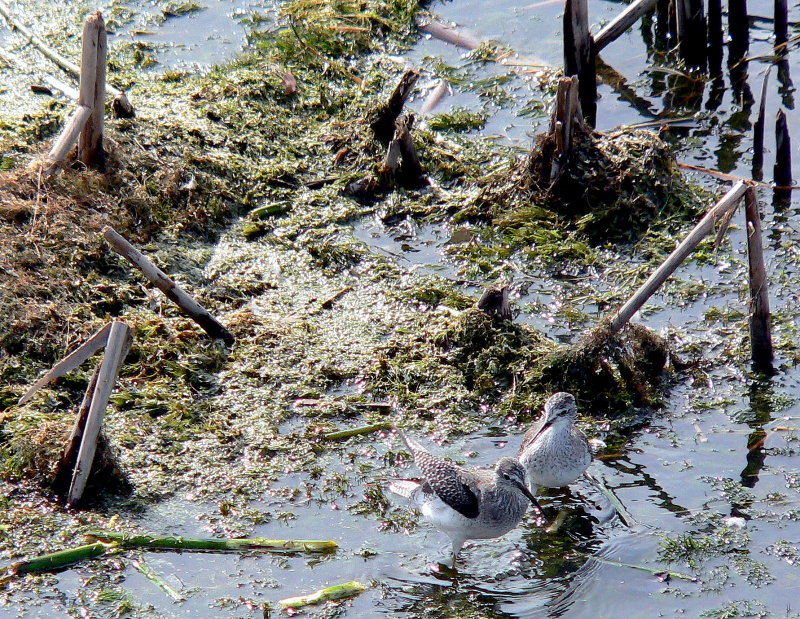 LESSER YELLOWLEGS 3.JPG