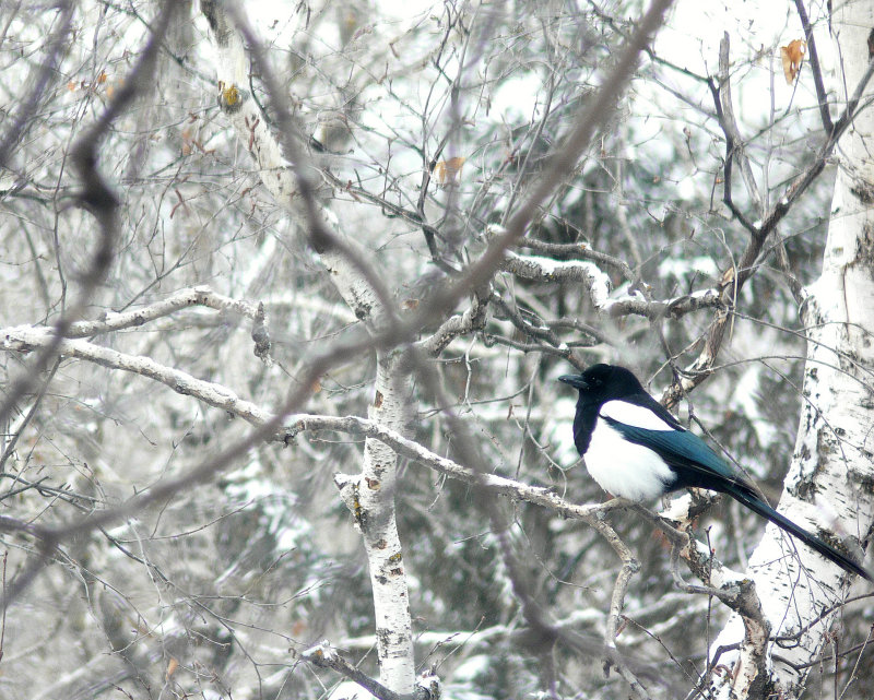 MAGPIE.JPG