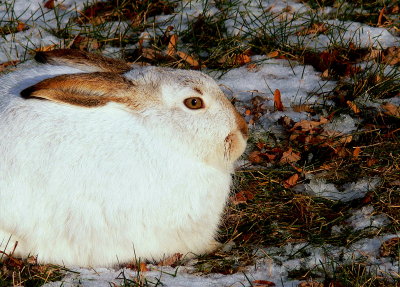 HARE PROFILE.JPG