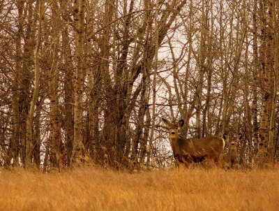 MULE DEER.JPG
