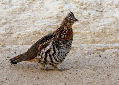 RUFFED GROUSE.JPG