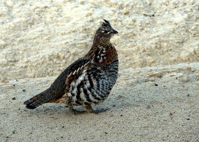 RUFFED GROUSE #2.JPG