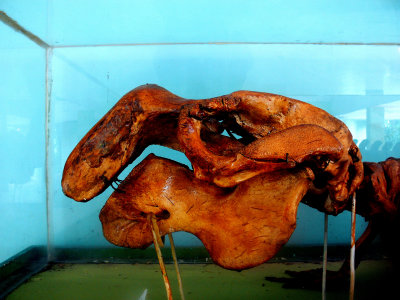DUGONG SKULL.JPG