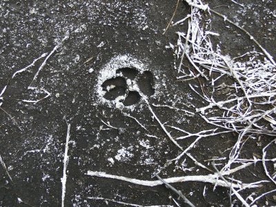 FOX TRACK.JPG