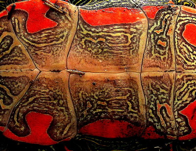  PLASTRON.JPG