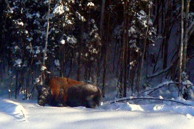 WOOD BISON.JPG