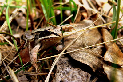 WOOD FROG #1.JPG