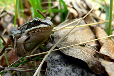 WOOD FROG #2.JPG