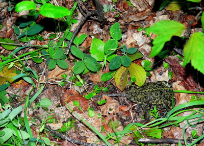 BOREAL TOAD #2.JPG