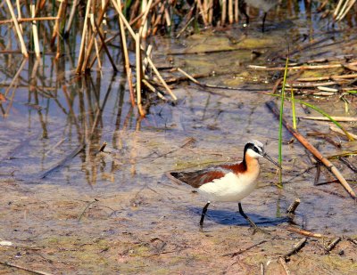 WILSON'S PHALAROPE #1.JPG