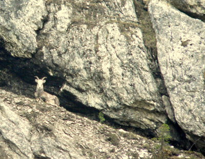 STONE SHEEP #1.JPG