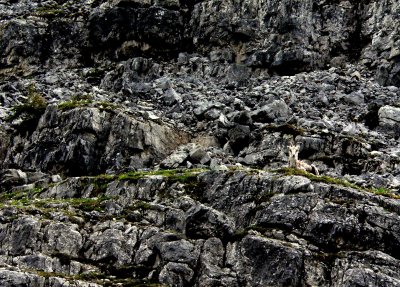 STONE SHEEP #2.JPG