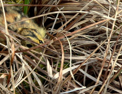 HIDDEN-SHARPTAIL CHICK.JPG