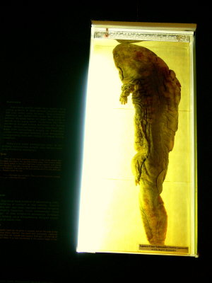 JAPANESE GIANT SALAMANDER.JPG