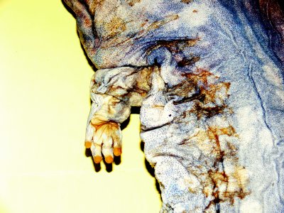 WRINKLED.JPG