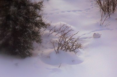 PTARMIGAN.JPG