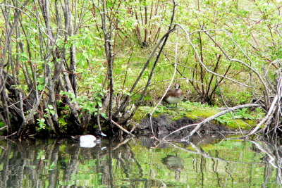 LESSER SCAUP PAIR.JPG