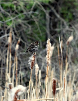REDWINGED BLACKBIRD FEMALE.JPG