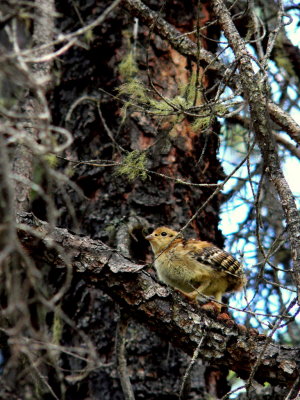 SPRUCE GROUSE CHICK #2.JPG