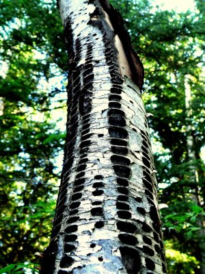 SAPSUCKER WELLS.JPG