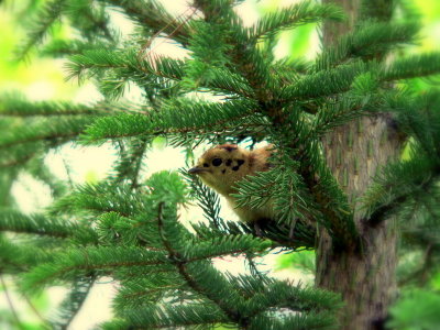 SPRUCE GROUSE CHICK #3.JPG
