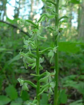ORCHID.JPG