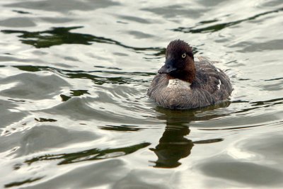 COMMON GOLDENEYE.JPG