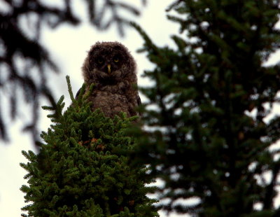 GREAT GREY CHICK 1.jpg
