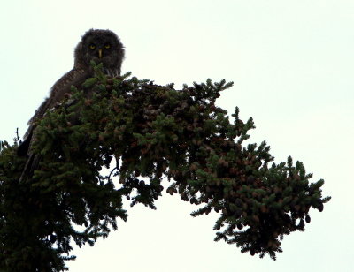 GREAT GREY FLEDGLING.jpg