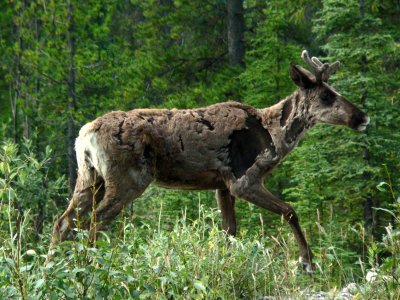 CARIBOU 9.JPG