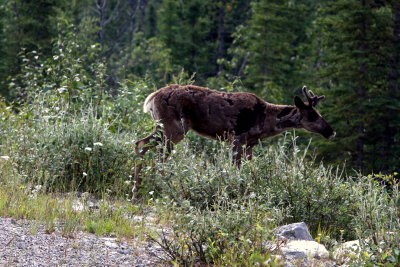 CARIBOU 10.jpg